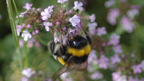 Debata w Bydgoszczy na temat likwidacji zagrożeń dla pszczół