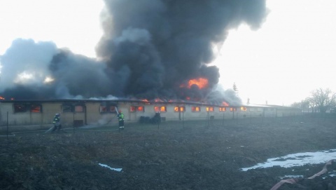 Pożar kurnika w Bielsku w gminie Kowalewo Pomorskie