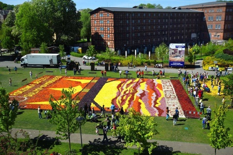 Kwiatowy dywan na Wyspie Młyńskiej w Bydgoszczy
