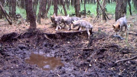 Monitoring wilka także w Borach Tucholskich  w planach podpisanie porozumienia