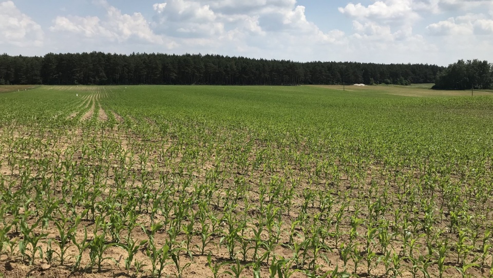 Według ekspertów - tak zwana susza rolnicza w Polsce występuje obecnie w uprawach: zbóż jarych i ozimych, truskawek oraz krzewów i drzew owocowych. Fot. Tomasz Kaźmierski