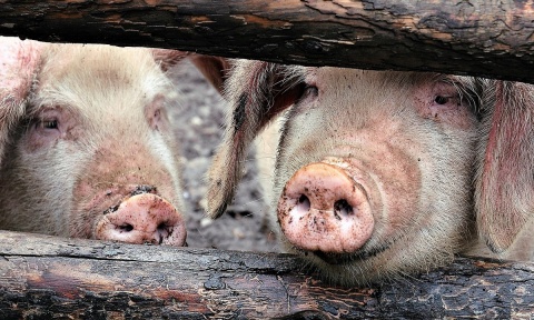 Inspekcja Weterynaryjna kontroluje ubojnie bydła i świń w regionie