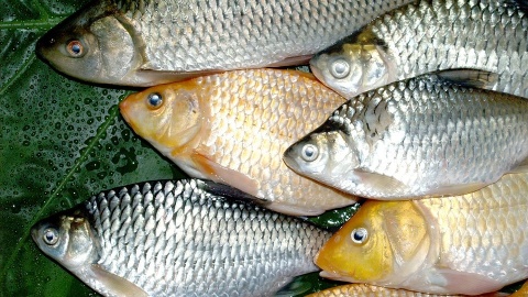 Ponad 300 kilogramów martwych ryb w inowrocławskim stawie. Choroba Zatrucie