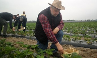 Minister zrywał truskawki, by dać przykład: - Pomóżmy rolnikom w zbiorach