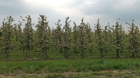 Kwitnące kwiaty jabłoni zamarzły, są martwe. Straty w sadach Kujawsko-Pomorskiego